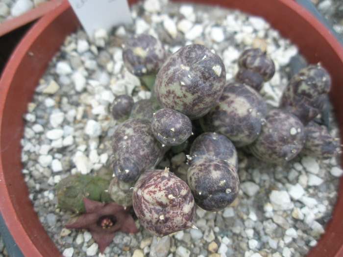 Duvalia parviflora x Huernia sp. - 02.10 - Asclepidiacee 2009