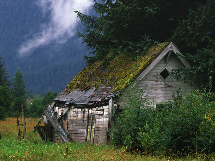 Shed in Field