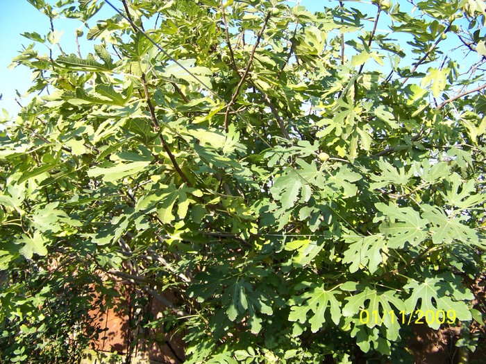 100_3692 - Toamna in curte  Timisoara