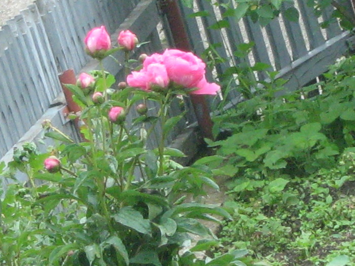 bujor roz - in gradina