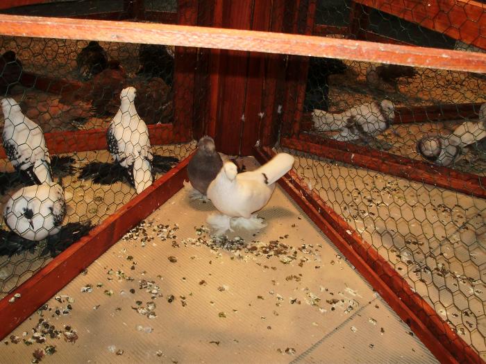 boto v 3 - 1506 1 porumbei rj