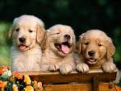  - Golden Retriever