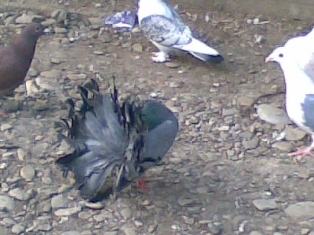 28022009(031) - diferite rase porumbei