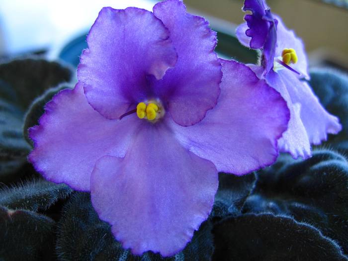 VAFR3 - Violete Africane flowers