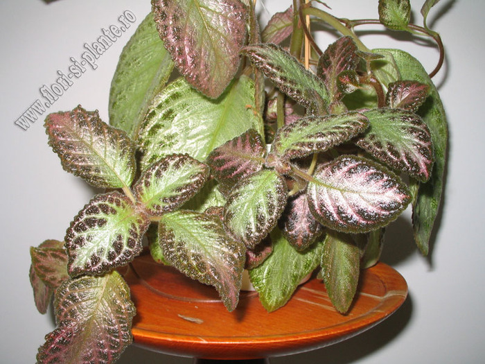 episcia Outoasis 6 - EPISCIA