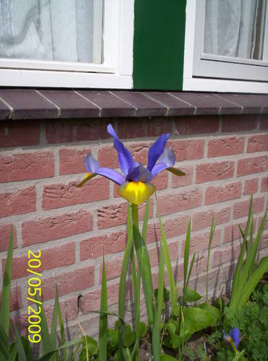 Iris 20 mai 2009