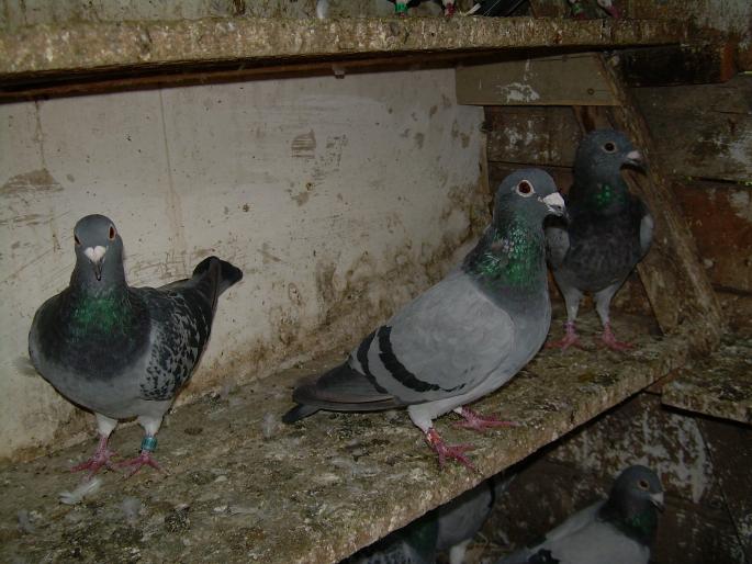 Porumbeii mei 13