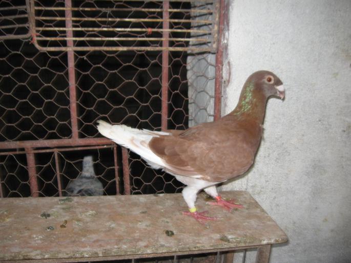 Voiajori Germani linie veche