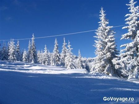 iarna  cu  brazi  inzapeziti - POZE  FLORI