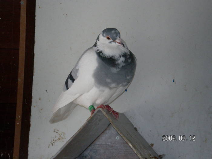 59 - porumbei Mihai si Gigi