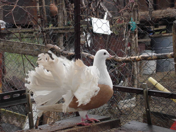 119 - D Porumbei Voltati Vechi