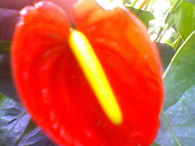 anthurium - florile mele de la bloc