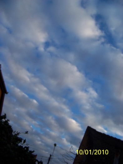 100_9007 - Cer Flori Pasari