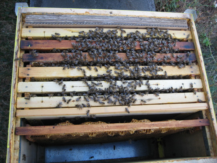 IMG_0180 - Stupina personala in 2009