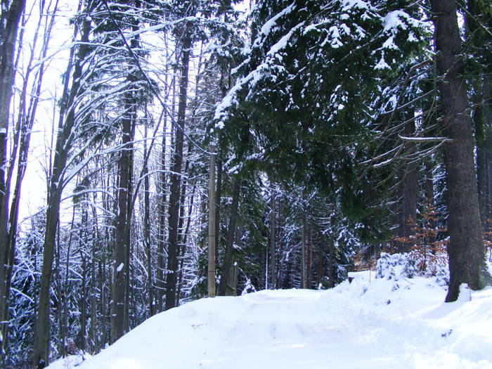 DSCF7439 - winter2008-2009