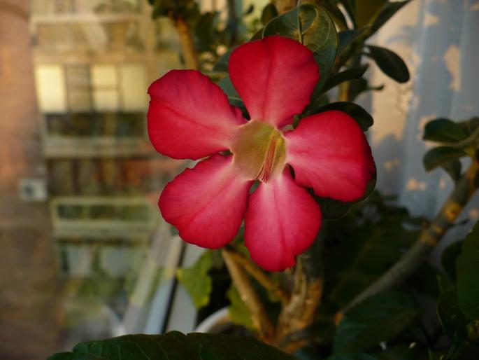 adenium obesum - Alte plante