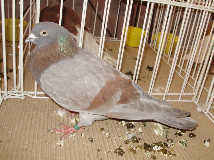 ciung pl 1 - 1510 rz