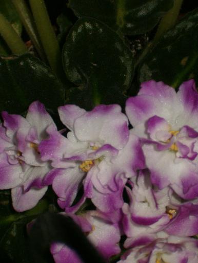 sp-dubla1 - violete