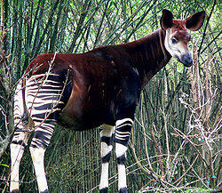  - Okapi