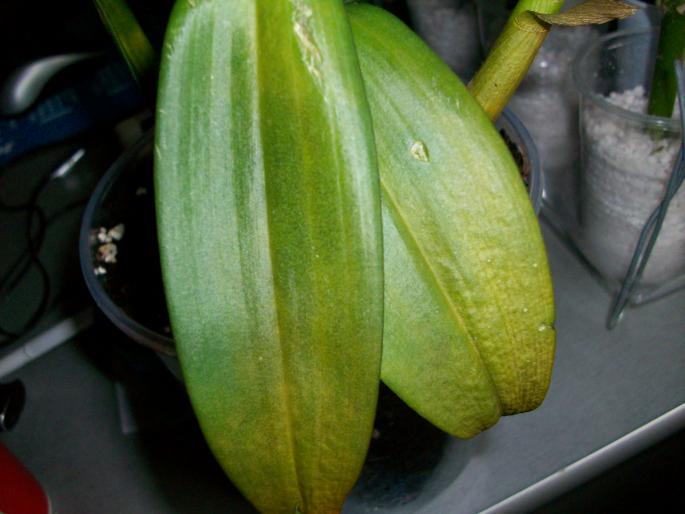 dendrobium bolnav - orhidee
