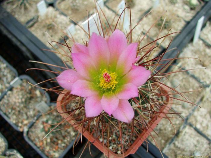 sclerocactus_havasupaiensis8