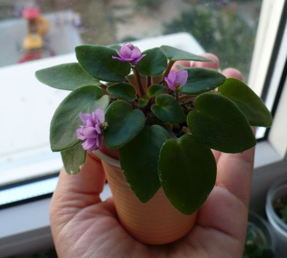 mini violeta lila involt - Saintpaulia - violete de camera