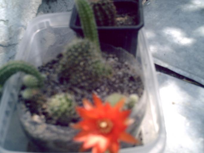 cactus  - Cactus