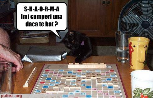 poze-amuzante-poza-amuzanta-pisica-joaca-scrabble-si-a-ales-cuvantul-shaorma