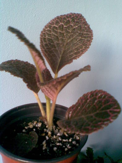 episcia chocolate cream; episcia chocolate cream
