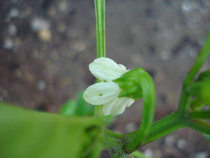 Bulgarian Carrot Pepper (2009, June 21)