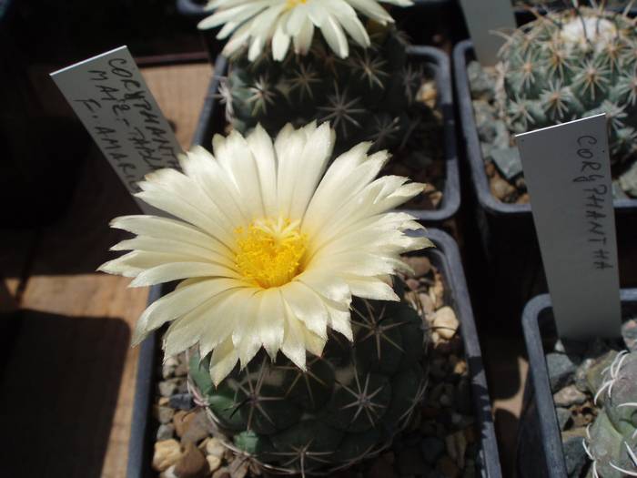 Coryphantha maiz tablensis