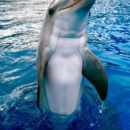 33 - poze cu delfini