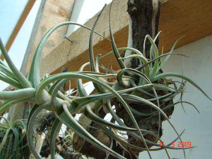 DSC05918 - Tillandsia