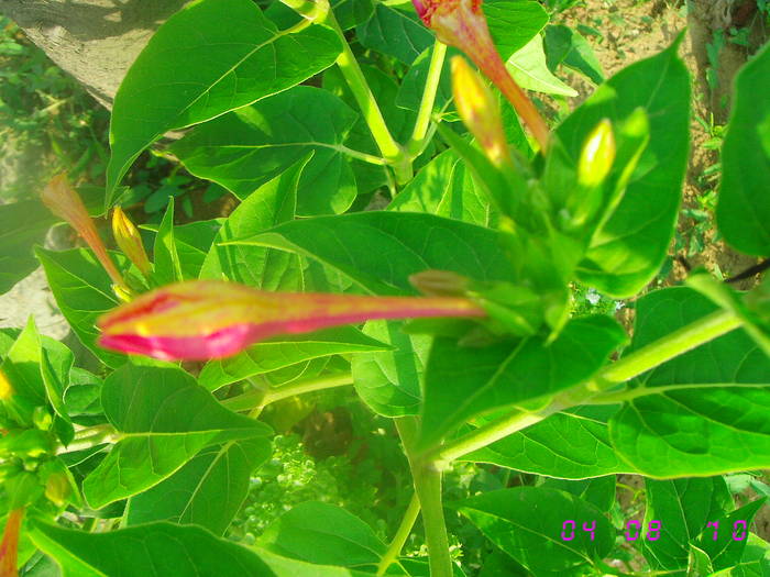 Barba boierului satirata