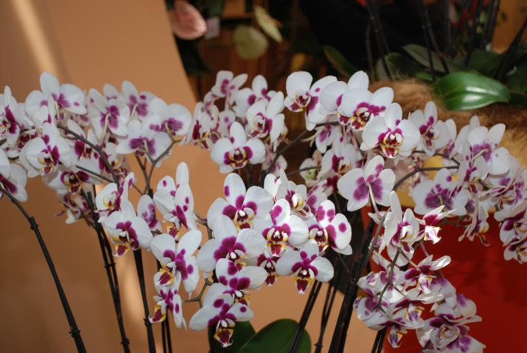 Afbeelding 652 - Keukenhof 2008