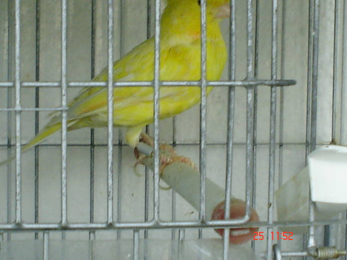 DSC03470 - PASARI CARE NU LE MAI AM - CANARI