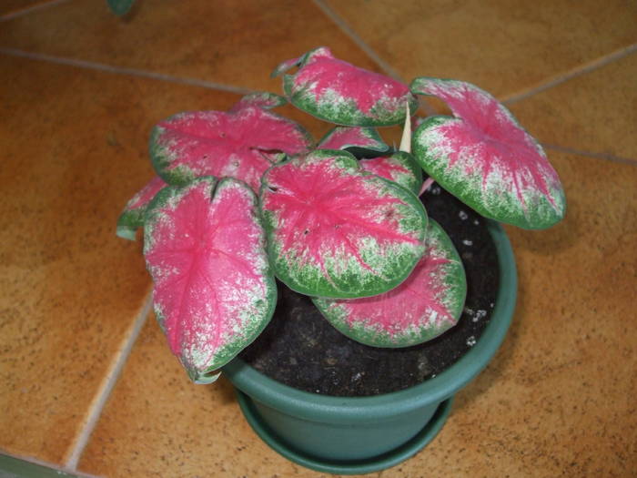 DSCF4743 - caladium