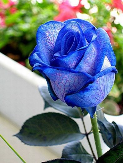 blue_rose_05