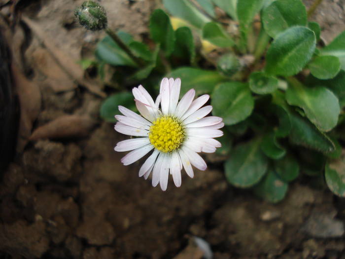 Banuti_Paralute (2009, April 06) - BELLIS Perennis