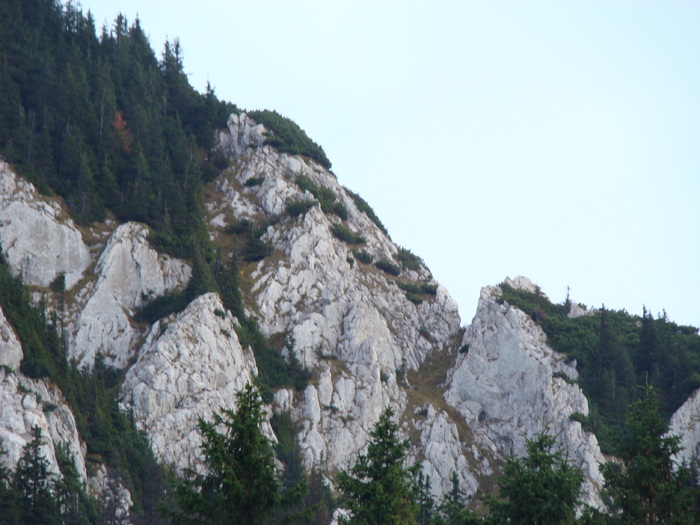 DSC04519 - Valea Crapaturii - Piatra Craiului