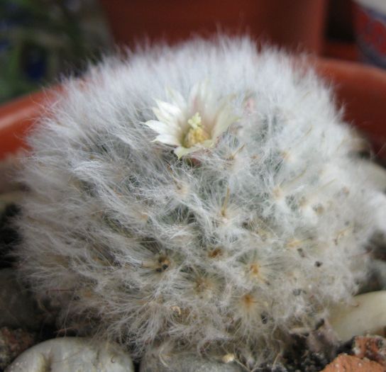 Mammillaria bocasana v. multilanata-floare de Pasti