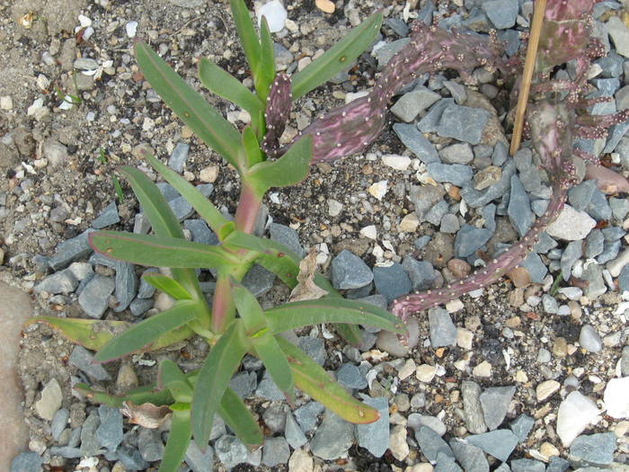 IMG_4883 - Cactusi la mosie aprilie 2009