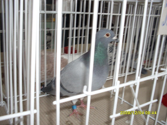 SDC11963 - expozitie deva 12-06-2009