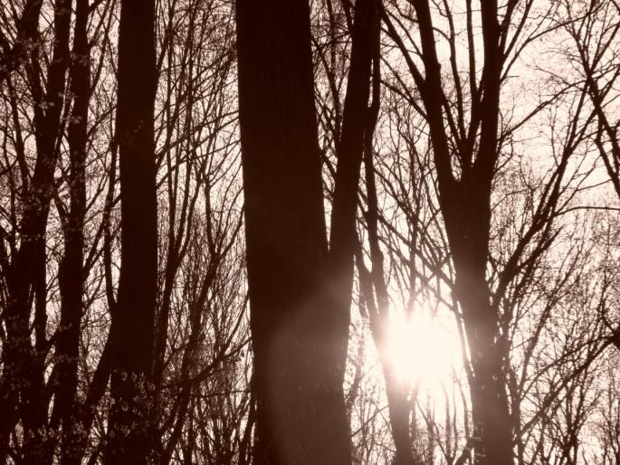 DSC02747 - 2008-03-22 - La padure-Baneasa