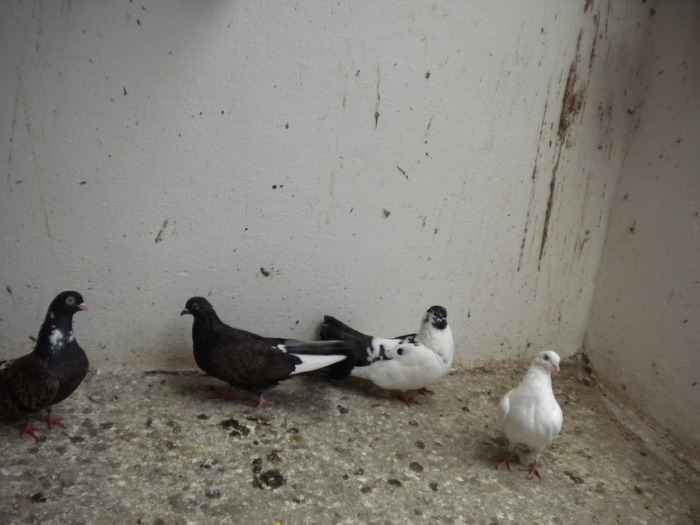 Picture 180 - Raicu 1