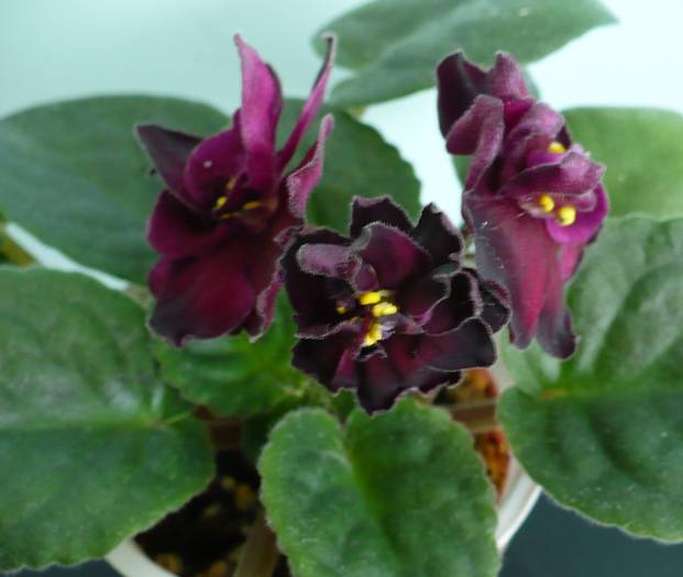 Vampire's Kiss - Saintpaulia - violete de camera