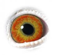 LDWCUCUMWTCZCOEEMWH - OCHII PORUMBEILOR