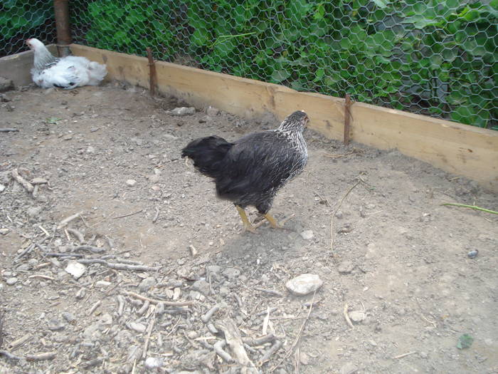 DSC02820 - GAINI 2009