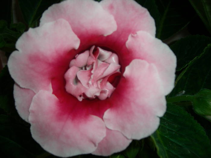 Gloxinia roz dublu - Flori - 2009