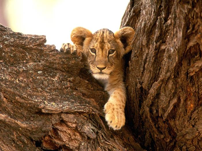 A Furry Friend, Lion Cub - animale de tot felu